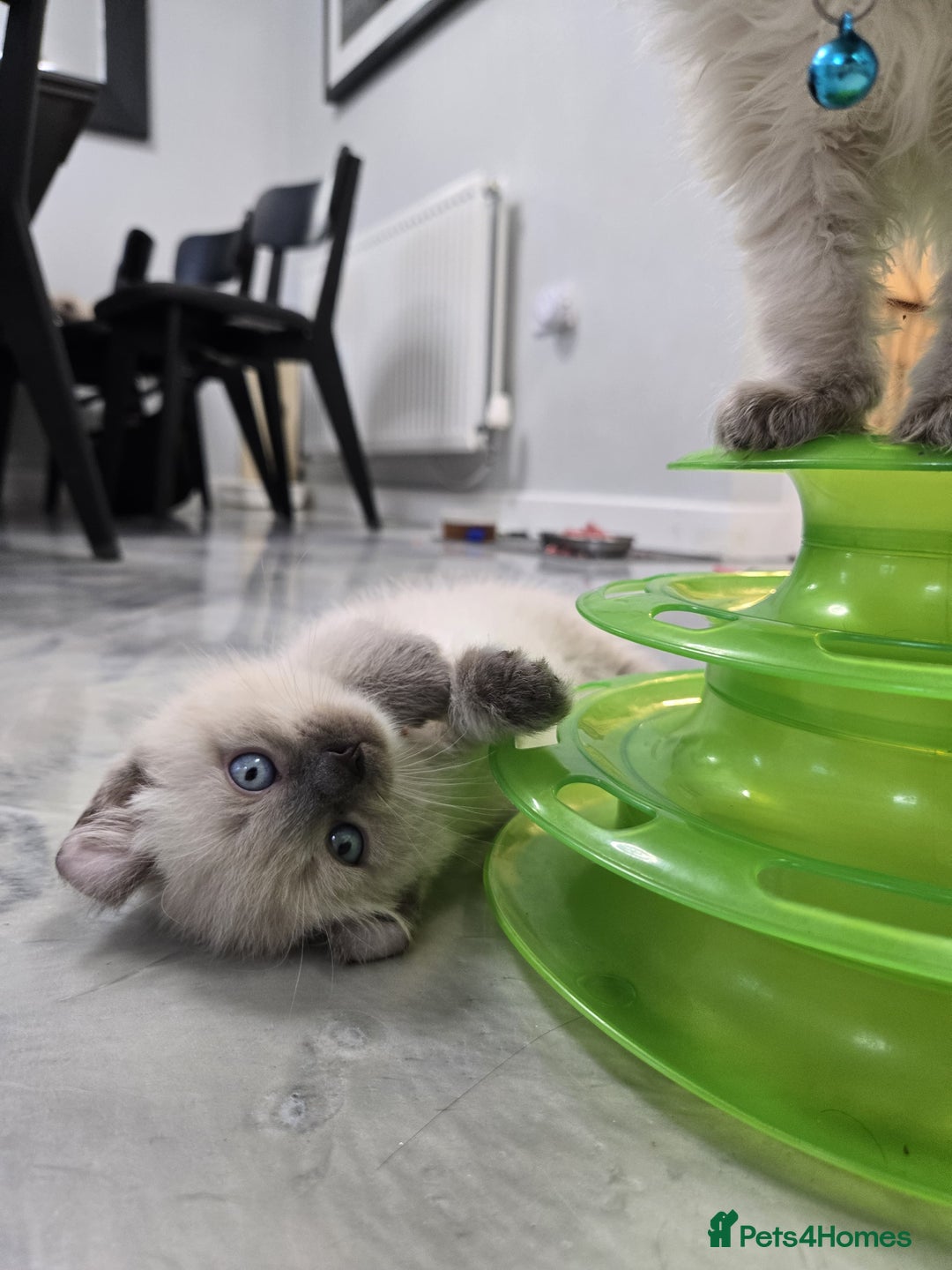 American Curl cats for sale: RARE, Unique, Affectionate American Curl Kittens!  - Advert 23