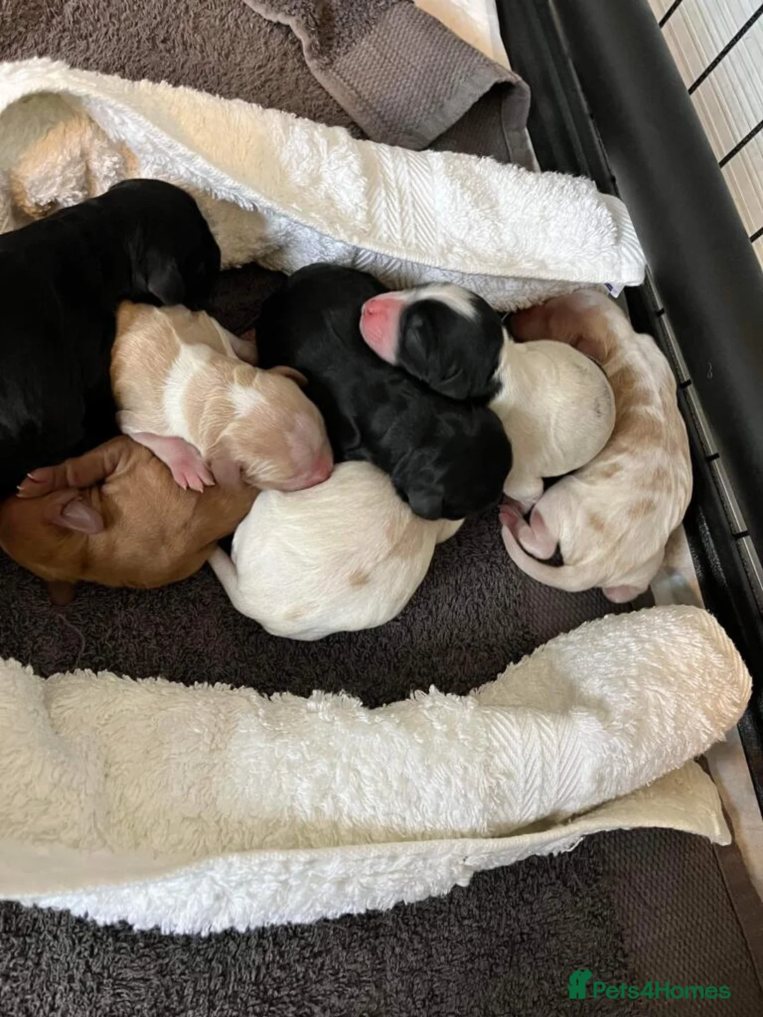 Cockapoo dogs for stud: Lovely proven F1 cockapoo for stud -Health Checked in Lanark - Advert 12