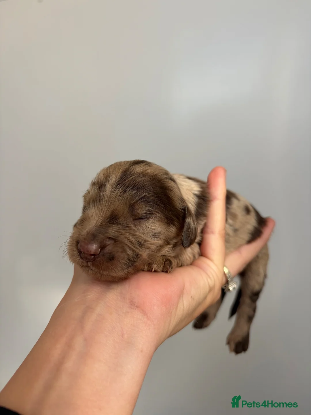 Cockapoo dogs for sale: Beautiful litter of f2 cockapoos in Bristol - Advert 2