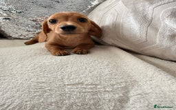 Miniature Dachshund dogs for sale: Miniature red dachshunds - Image 15