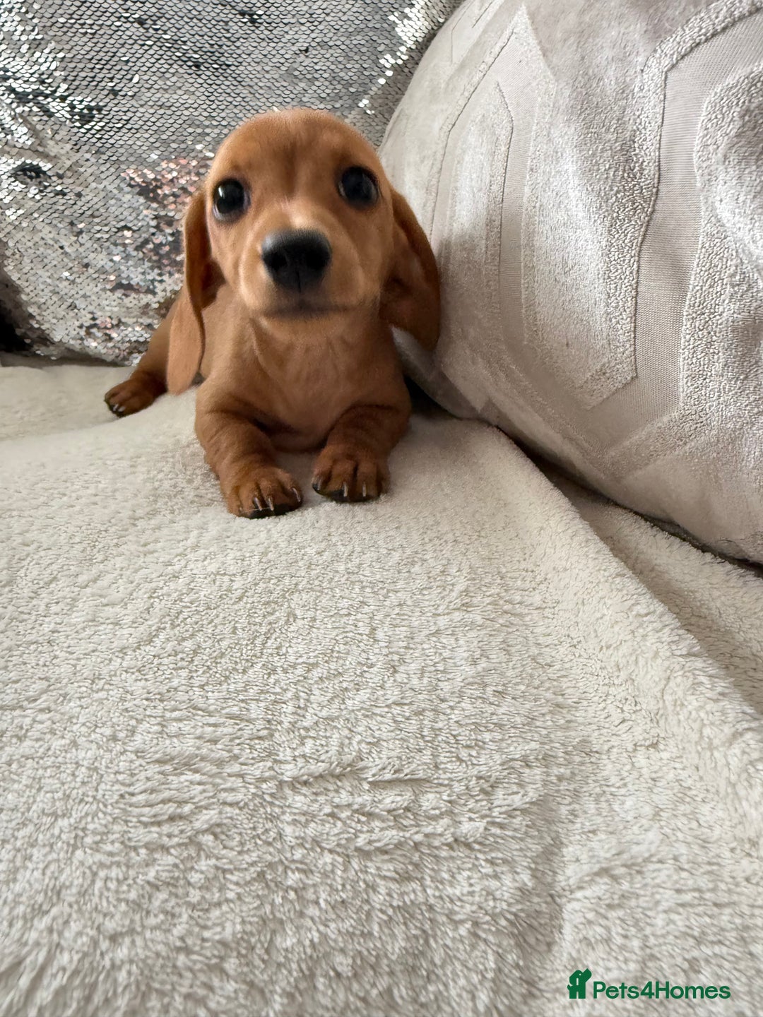 Miniature Dachshund dogs for sale: Miniature red dachshunds - Image 15