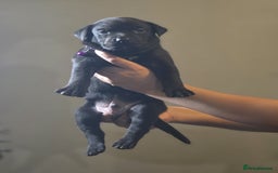 Mixed Breed dogs for sale: Labrastaff puppies for sale - Image 8