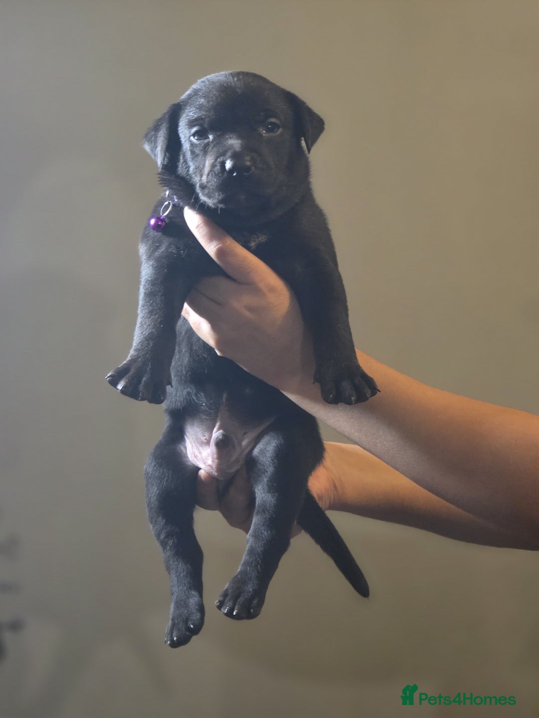 Mixed Breed dogs for sale: Labrastaff puppies for sale - Image 8
