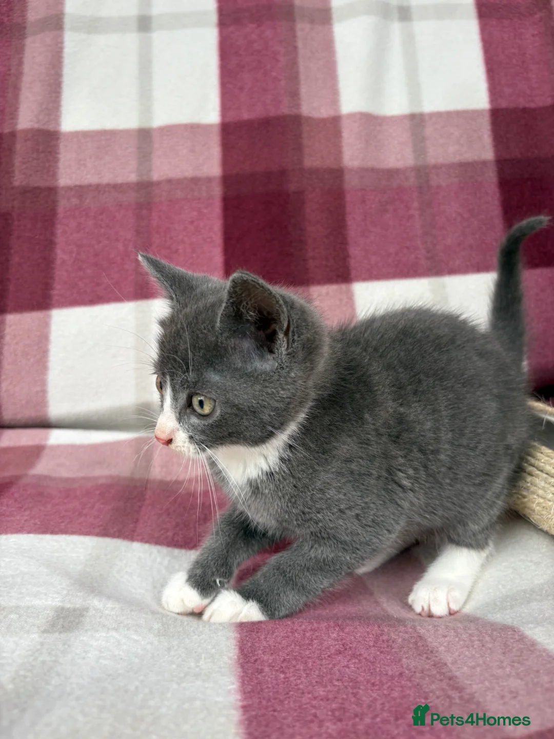 Mixed Breed cats for sale: Beautiful kittens  - Advert 2