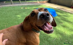 Mixed Breed dogs for sale: RESCUE YARA - POINTER CROSS - Image 1