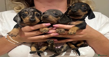 Miniature Dachshund dogs - Advert 7