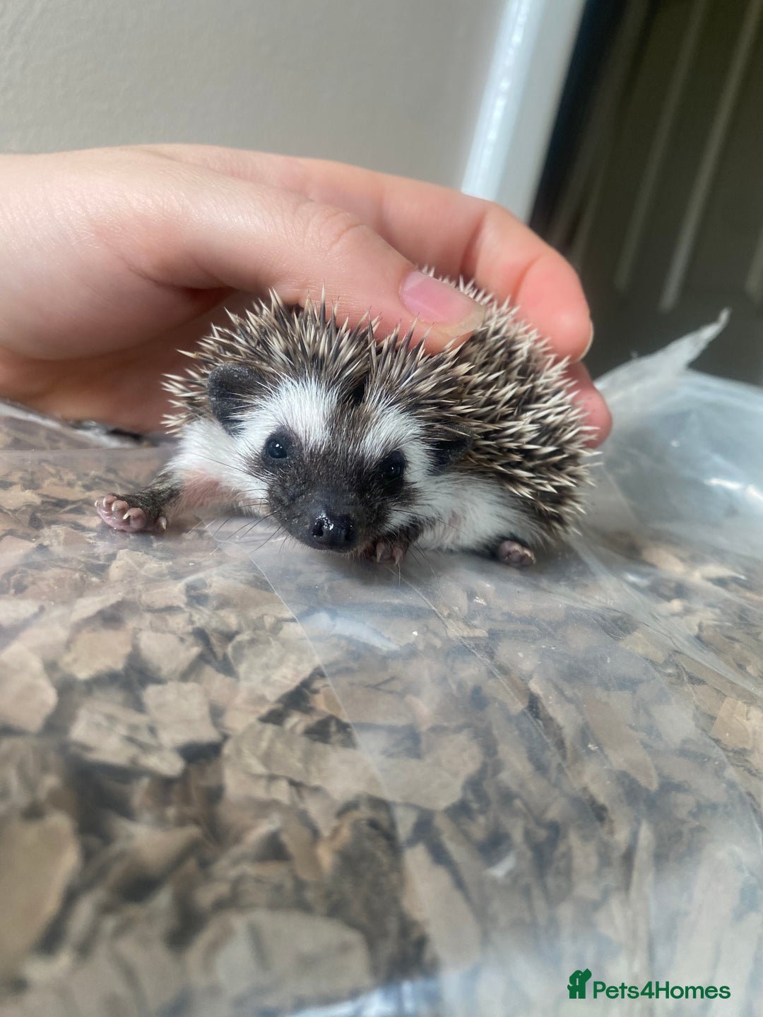 Pygmy Hedgehog rodents for sale: African Pygmy hoglet available to reserve  - Image 2