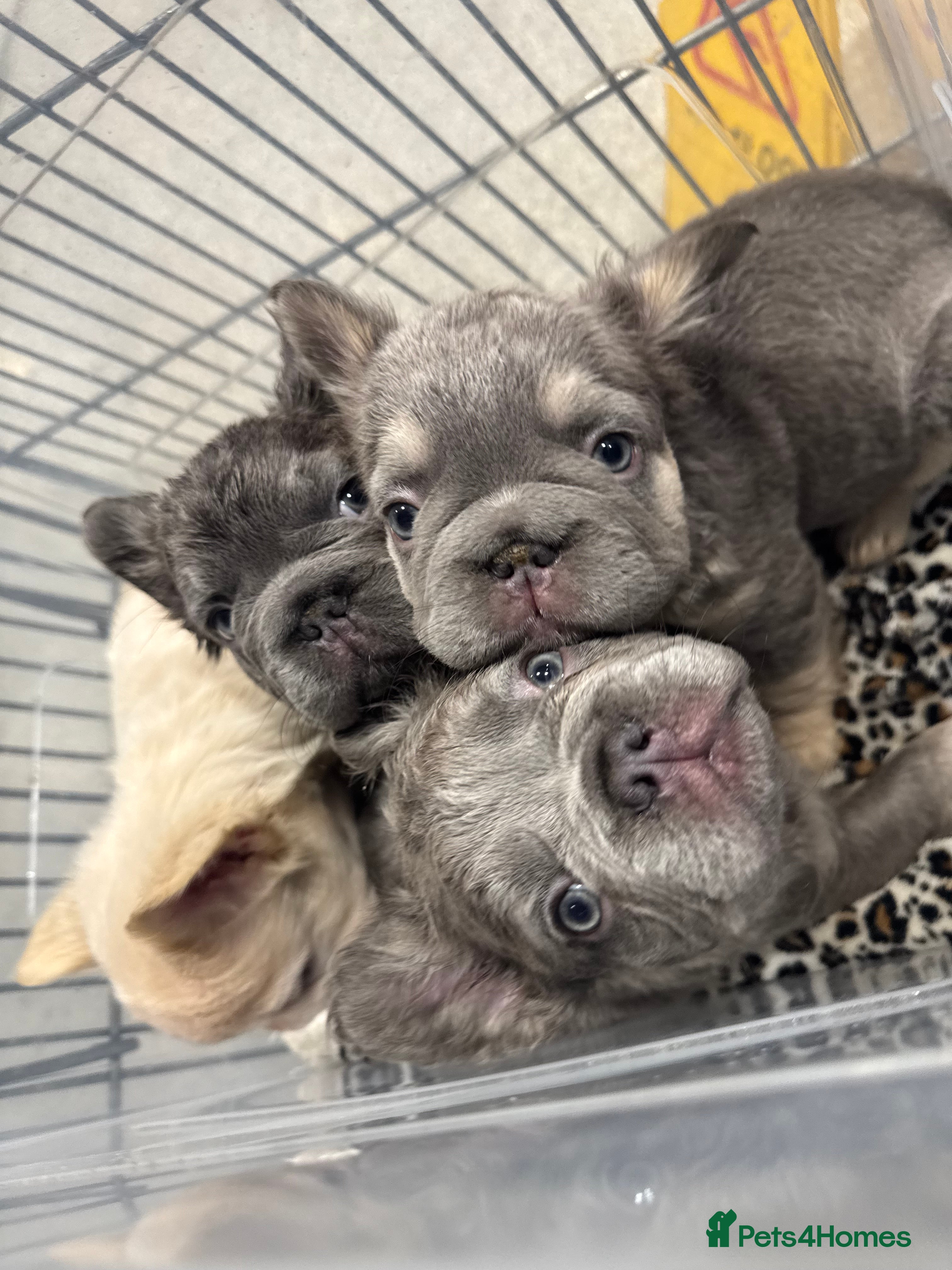 French Bulldog dogs **REDUCED**FLUFFY  FULL FLUFFY FRENCHBULLDOGS😍😍 - Advert 9