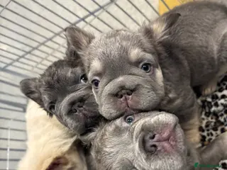 French Bulldog dogs **REDUCED**FLUFFY FULL FLUFFY FRENCHBULLDOGS😍😍 - Advert 9