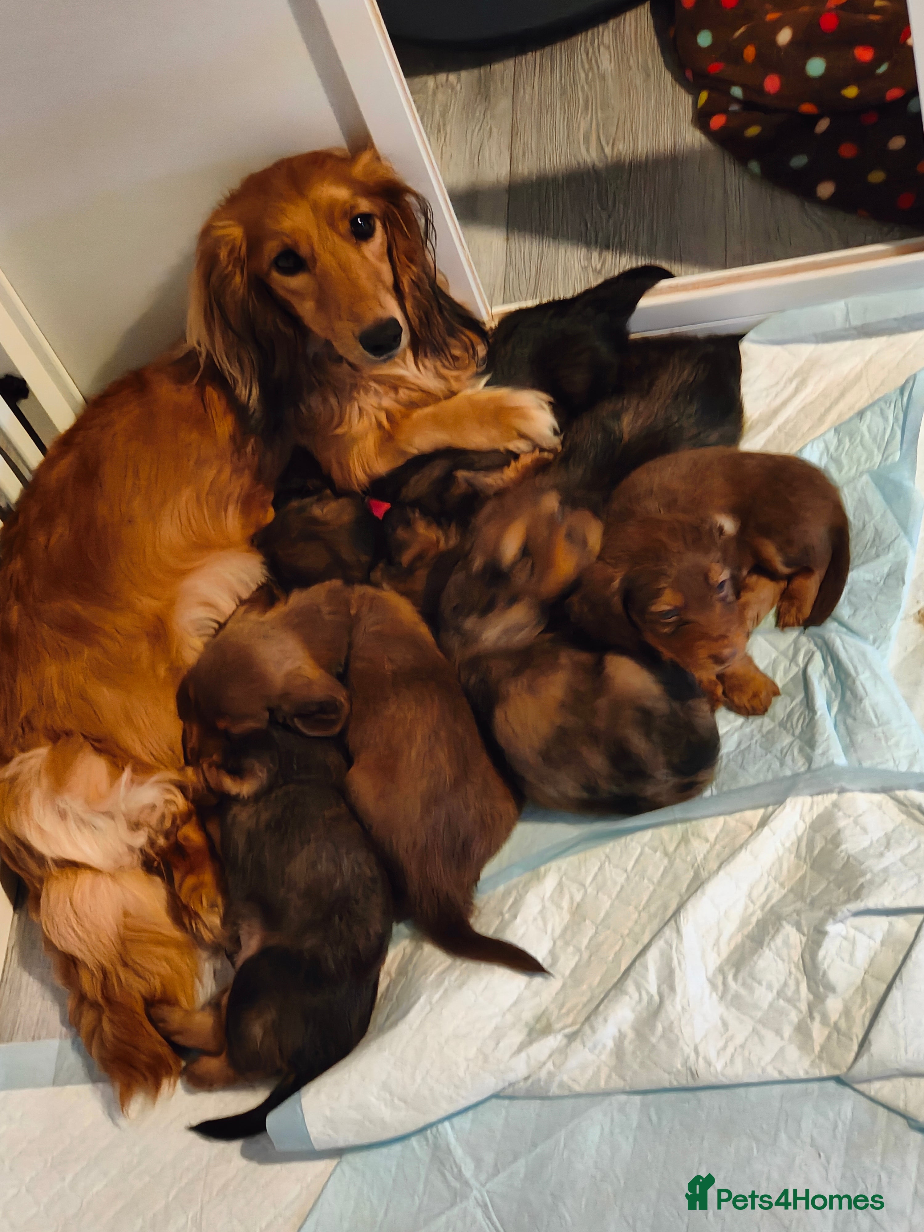 Miniature Dachshund dogs Long haired miniature dachsund  - Advert 13