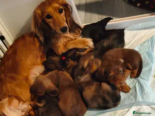 Miniature Dachshund dogs Long haired miniature dachsund - Advert 1