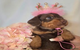 Mixed Breed dogs for sale:  miniature dachshund cross toy poodle doxiepoo   - Image 32