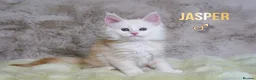 Maine Coon cats for sale: Rare Silver Shaded TICA Maine Coon Kittens in Canvey Island - Advert 6
