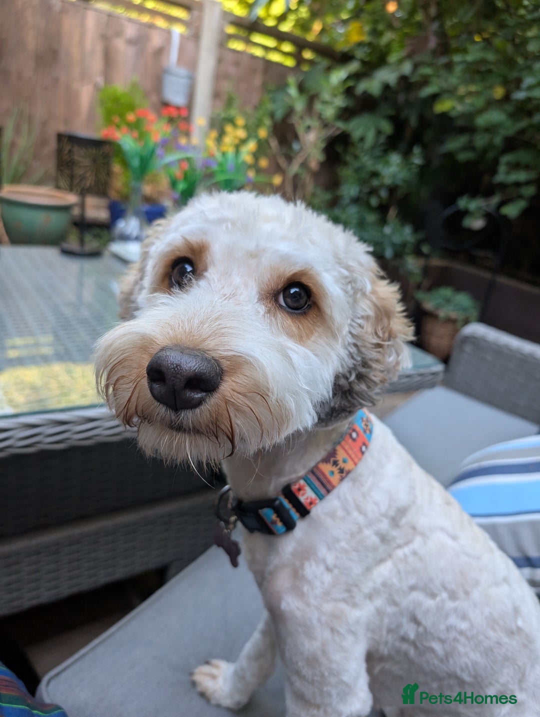 Cockapoo dogs for sale: 1 year old Cockapoo - Image 4