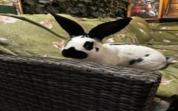Continental Giant rabbits for sale: Giant Papillon Boy - Image 6