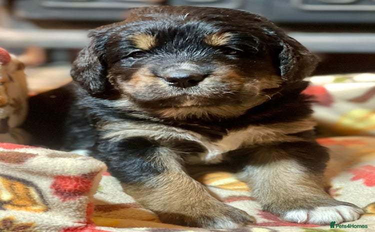 Bernedoodle dogs Beautiful Bernedoodle babies  - Advert 3