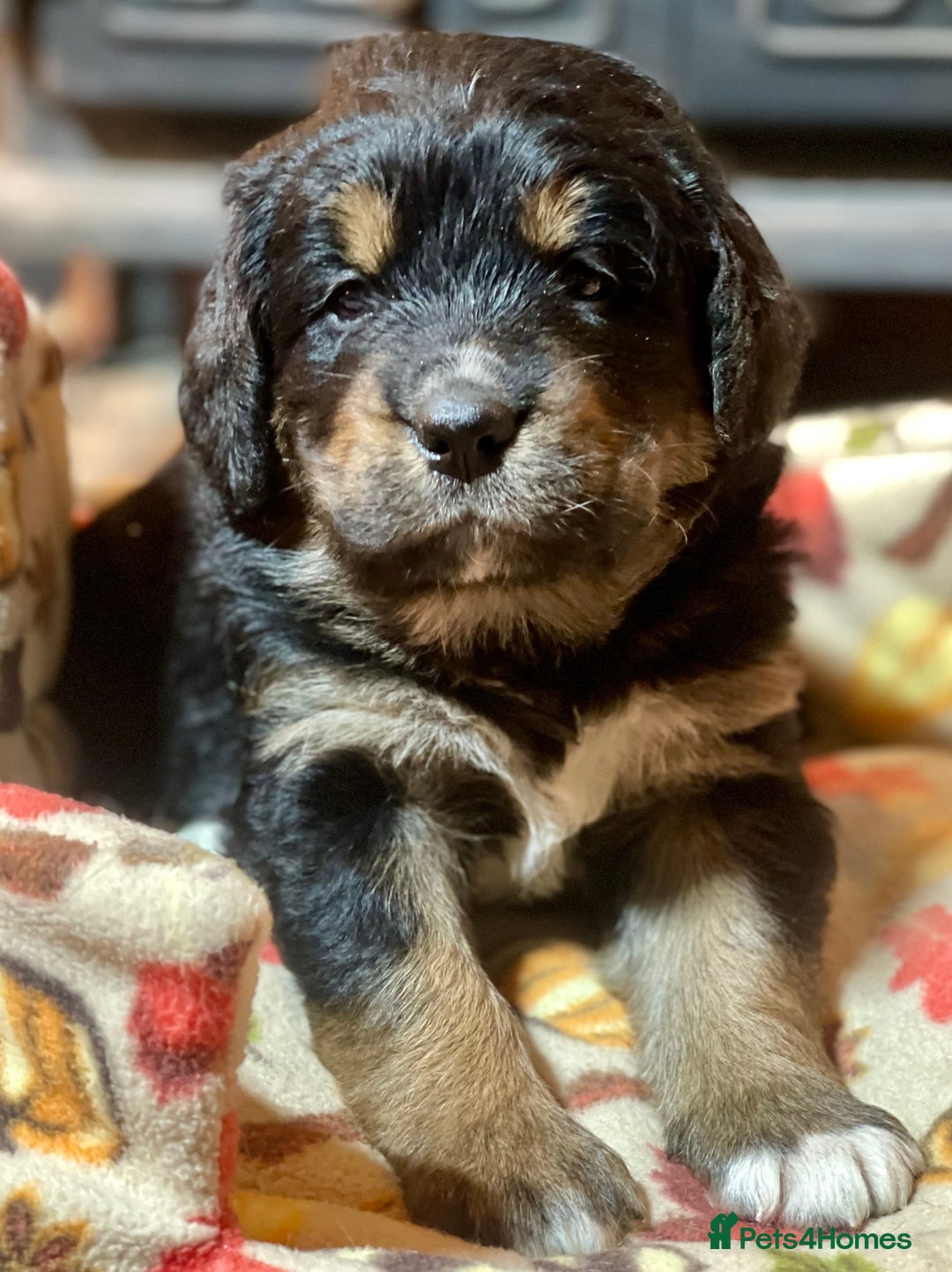 Bernedoodle dogs for sale: Beautiful Bernedoodle babies  - Advert 1