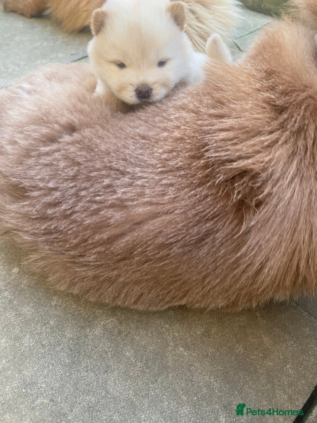 Chow Chow dogs for sale: Chow chow puppies  - Advert 8