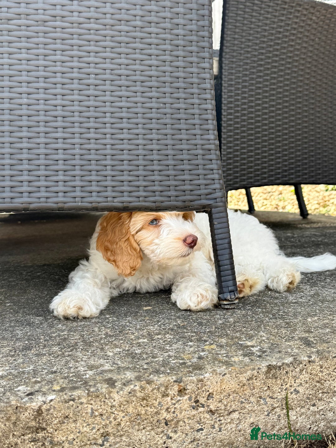 Cockapoo dogs for sale: Re-homing 8month old Luna- Female Cockapoo - Advert 12