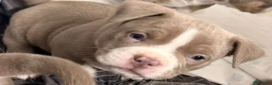 American Bully Puppy 2