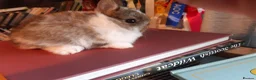 Netherland Dwarf rabbits for sale: Broken netherland dwarf buck - Advert 3