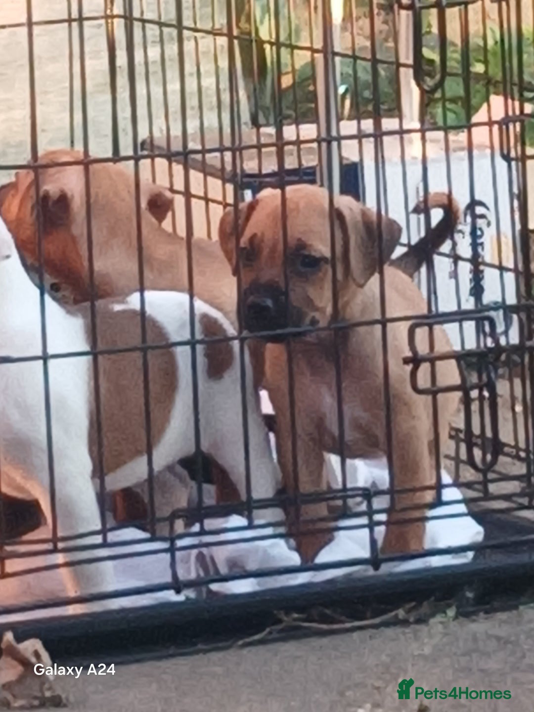 Mixed Breed dogs for sale: Adorable puppies for sale  - Image 8