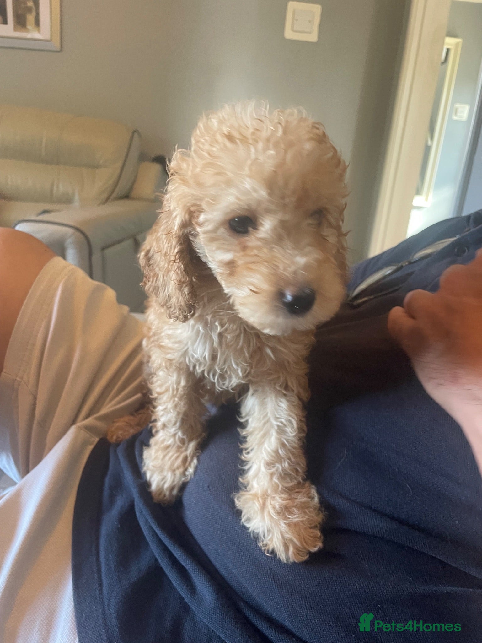Cockapoo dogs Beautiful F1 cockapoos - Advert 2