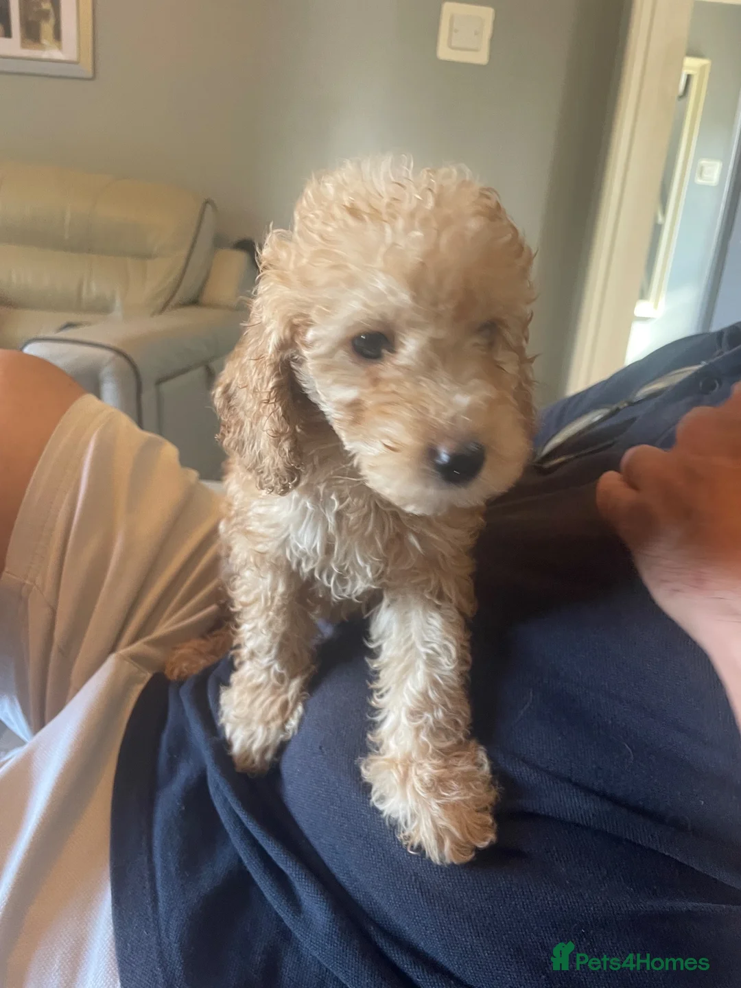 Cockapoo dogs for sale: Beautiful F1 cockapoos - Advert 2