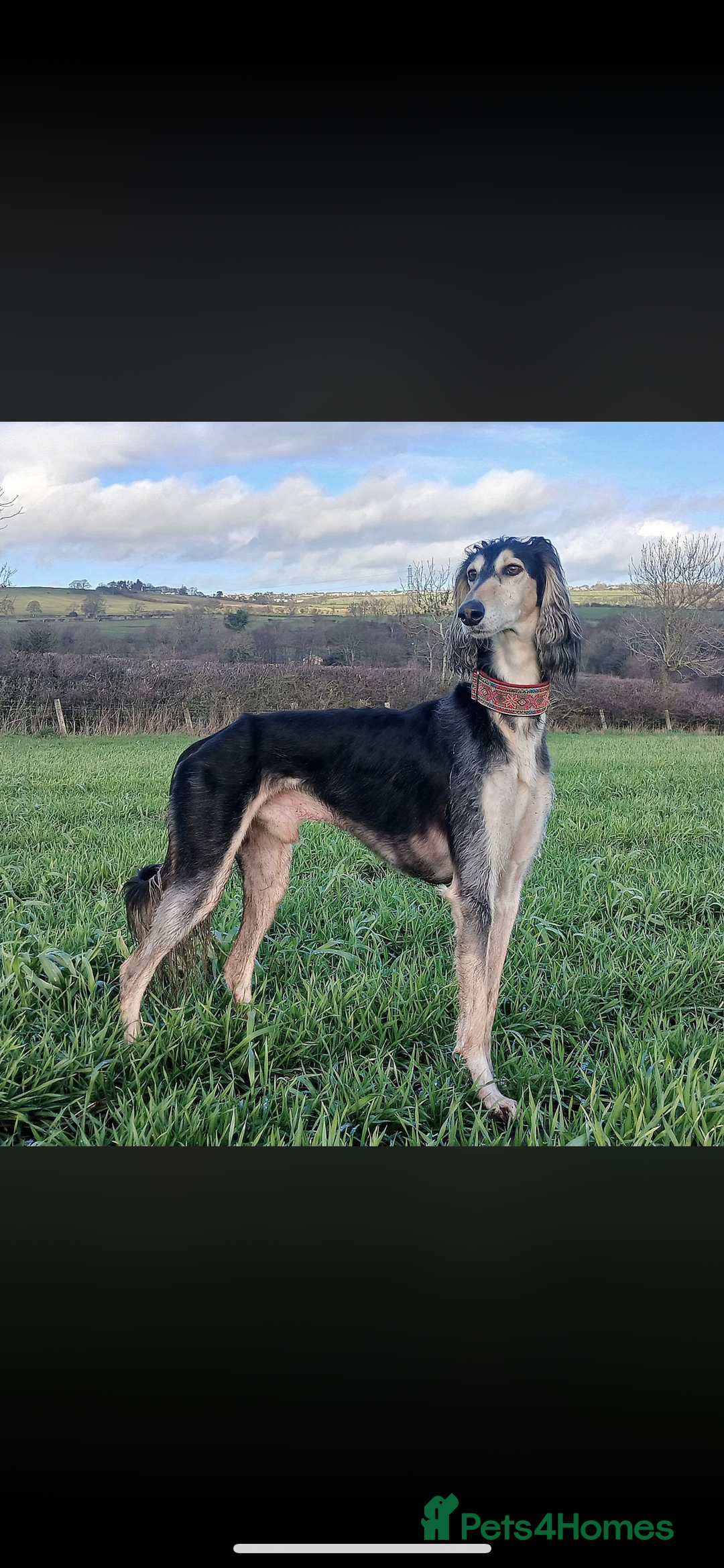 Saluki dogs for sale: Saluki puppies - Advert 2