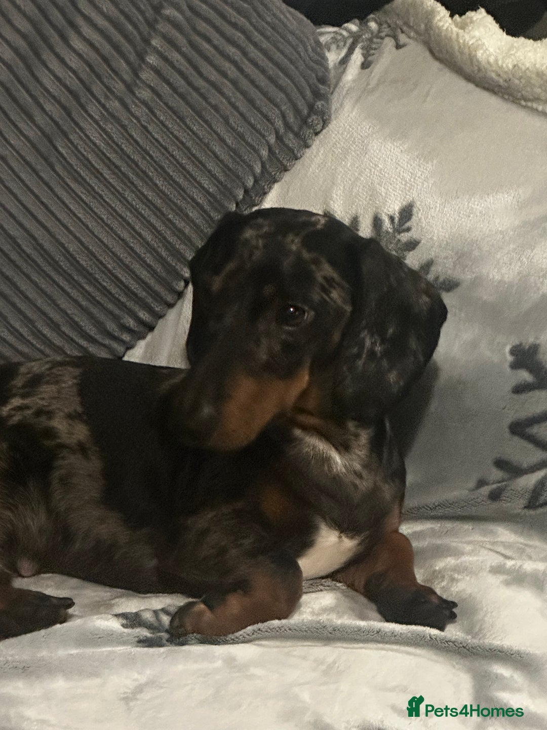 Dachshund dogs for stud: Smooth haired Dachshund Stud Gorgeous Coat - Advert 6