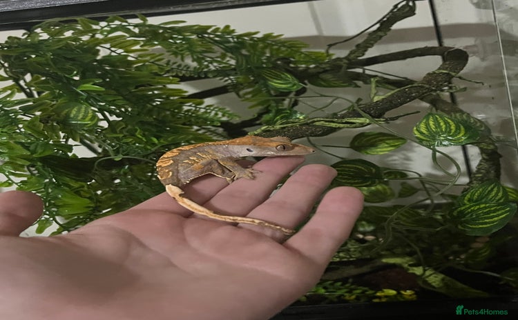 Gecko reptiles - Advert 17