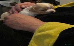 Chipoo dogs for sale: Chihuahua X toy poodle - Image 3