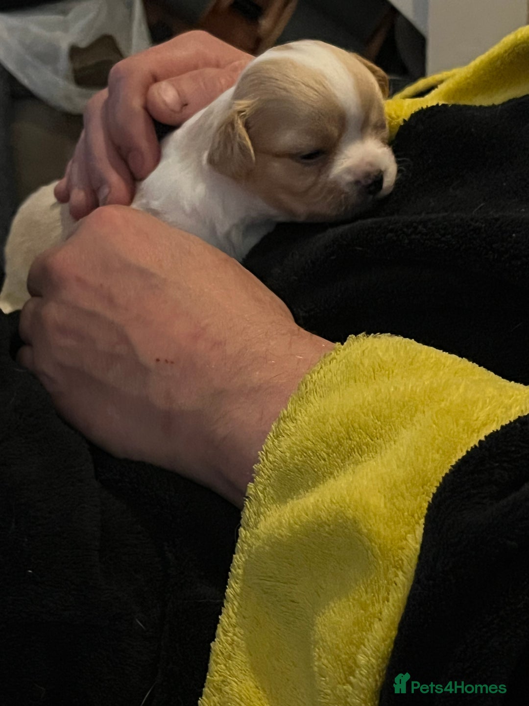 Chipoo dogs for sale: Chihuahua X toy poodle - Image 3