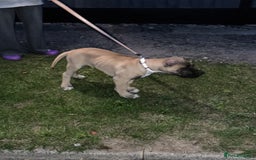 Presa Canario dogs for sale: Presa Canario Puppy  - Image 3