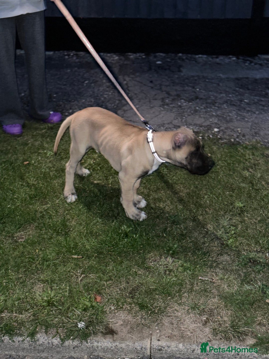 Presa Canario dogs for sale: Presa Canario Puppy  - Image 3