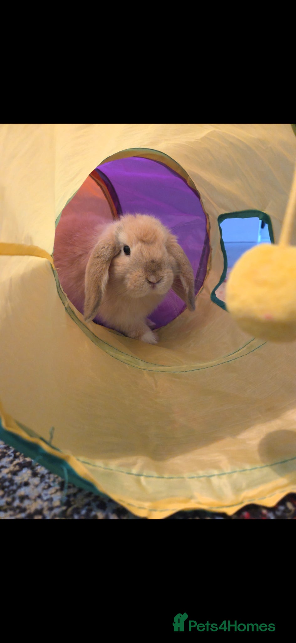 Mini Lop rabbits 3x Vaccinatinated Mini Lop Does - Advert 1