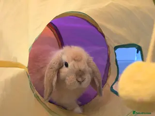 Mini Lop rabbits 3x Vaccinatinated Mini Lop Does - Advert 13