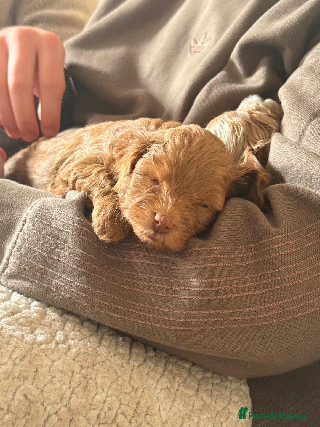 Maltipoo dogs for sale: Rare Red F1B Maltipoo Puppies - Advert 7