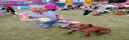 Rhodesian Ridgeback dogs for sale: Beautiful Rhodesian Ridgeback puppies-Family pet - Advert 10