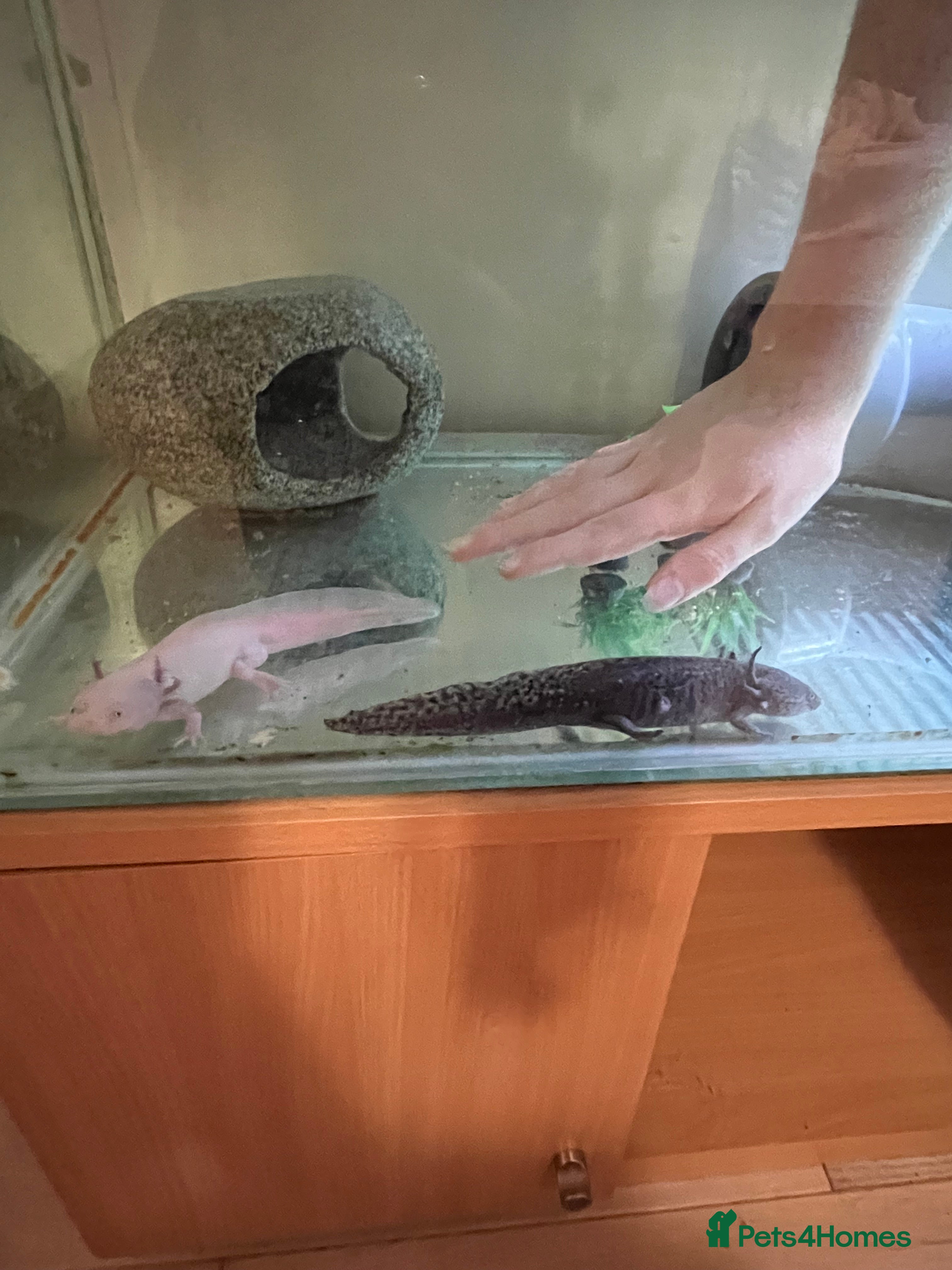 Axolotl reptiles Mixed pair of Axolotls with Tank - Advert 1