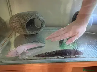 Axolotl reptiles Mixed pair of Axolotls with Tank - Advert 1