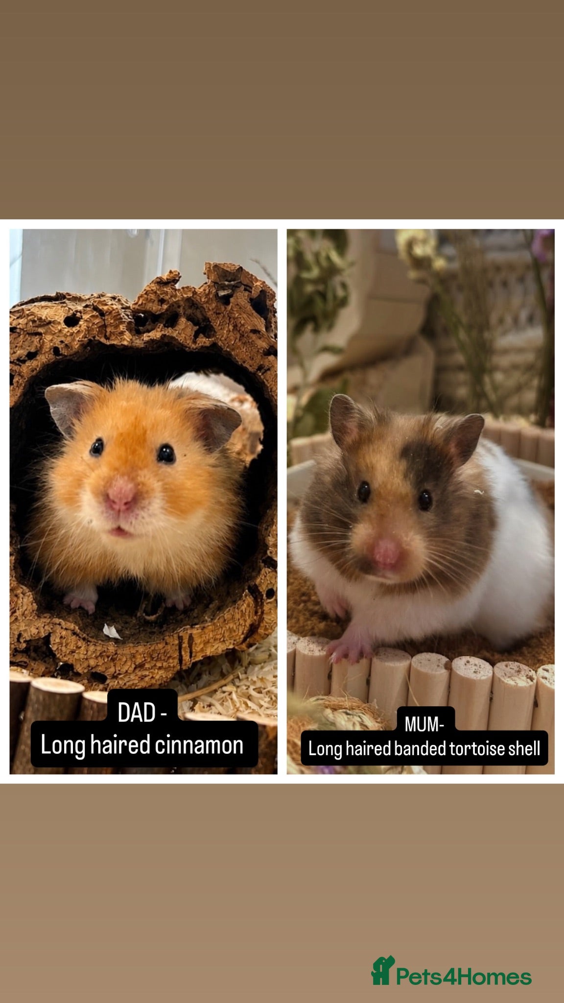 Hamster rodents Waiting list - Syrian hamster babies  - Advert 1