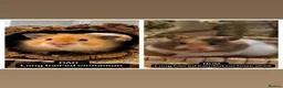Hamster rodents for sale: Waiting list - Syrian hamster babies  - Advert 1