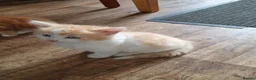 Mixed Breed cats for sale: Fun Fun Fun - Advert 2