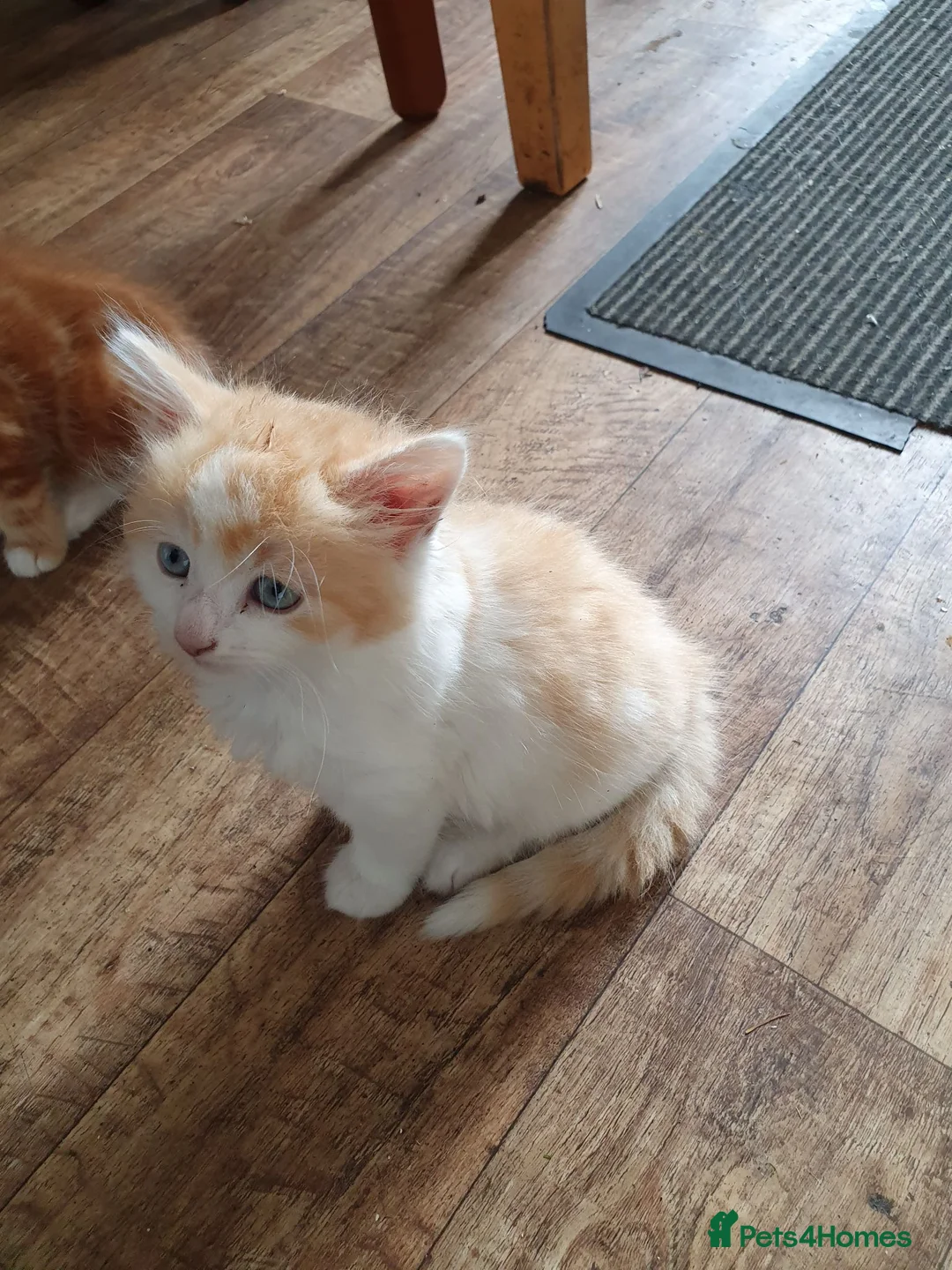 Mixed Breed cats for sale: Fun Fun Fun - Advert 2