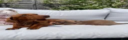 Miniature Dachshund dogs for sale: Beautiful Miniature Dachshund Puppies Ready 🐾  - Advert 15