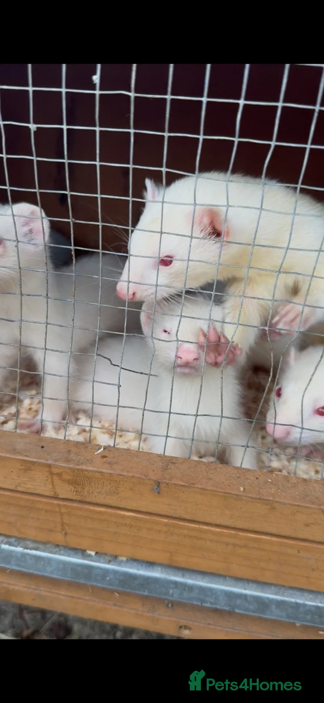 Ferret rodents for sale: Ferrets for sale  in Horley - Advert 2