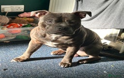 Staffordshire Bull Terrier dogs for stud: Loki | EXCEPTIONAL Blue Staffordshire Bull Terriet - Image 8