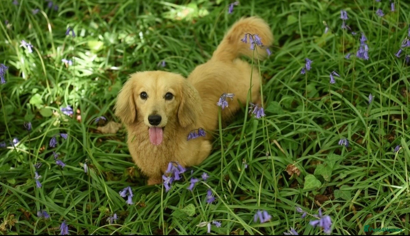 Miniature Dachshund dogs for sale: Miniature longhaired dachshunds  - Advert 28