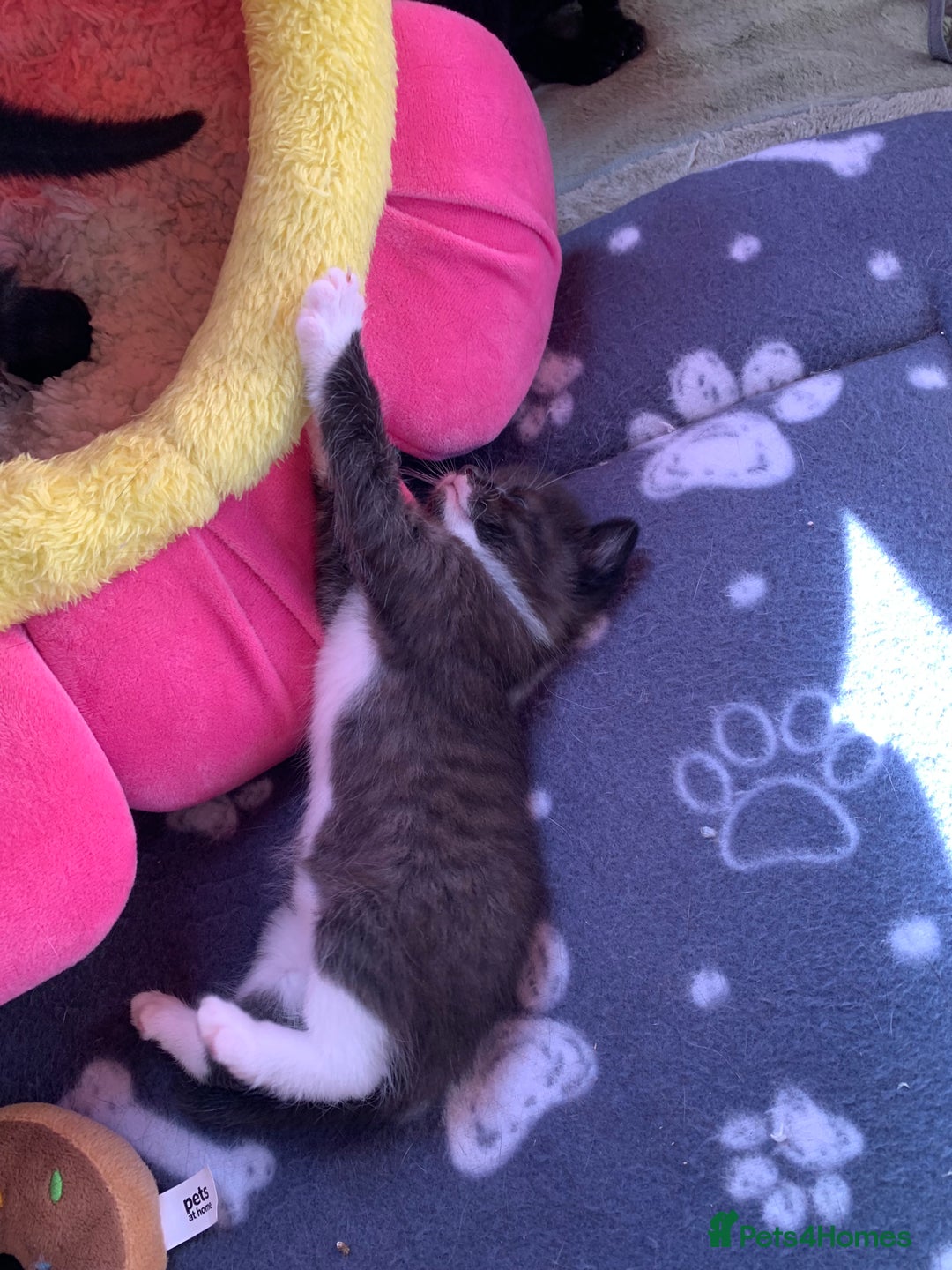 Domestic Shorthair cats for sale: Tabby kittens for sale - Image 15